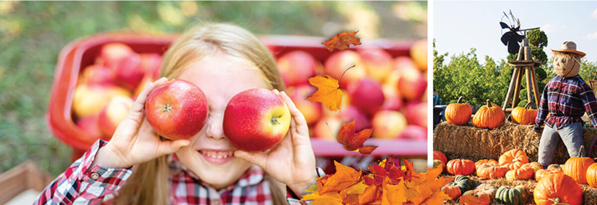 Fall Blog Apple Picking Photo